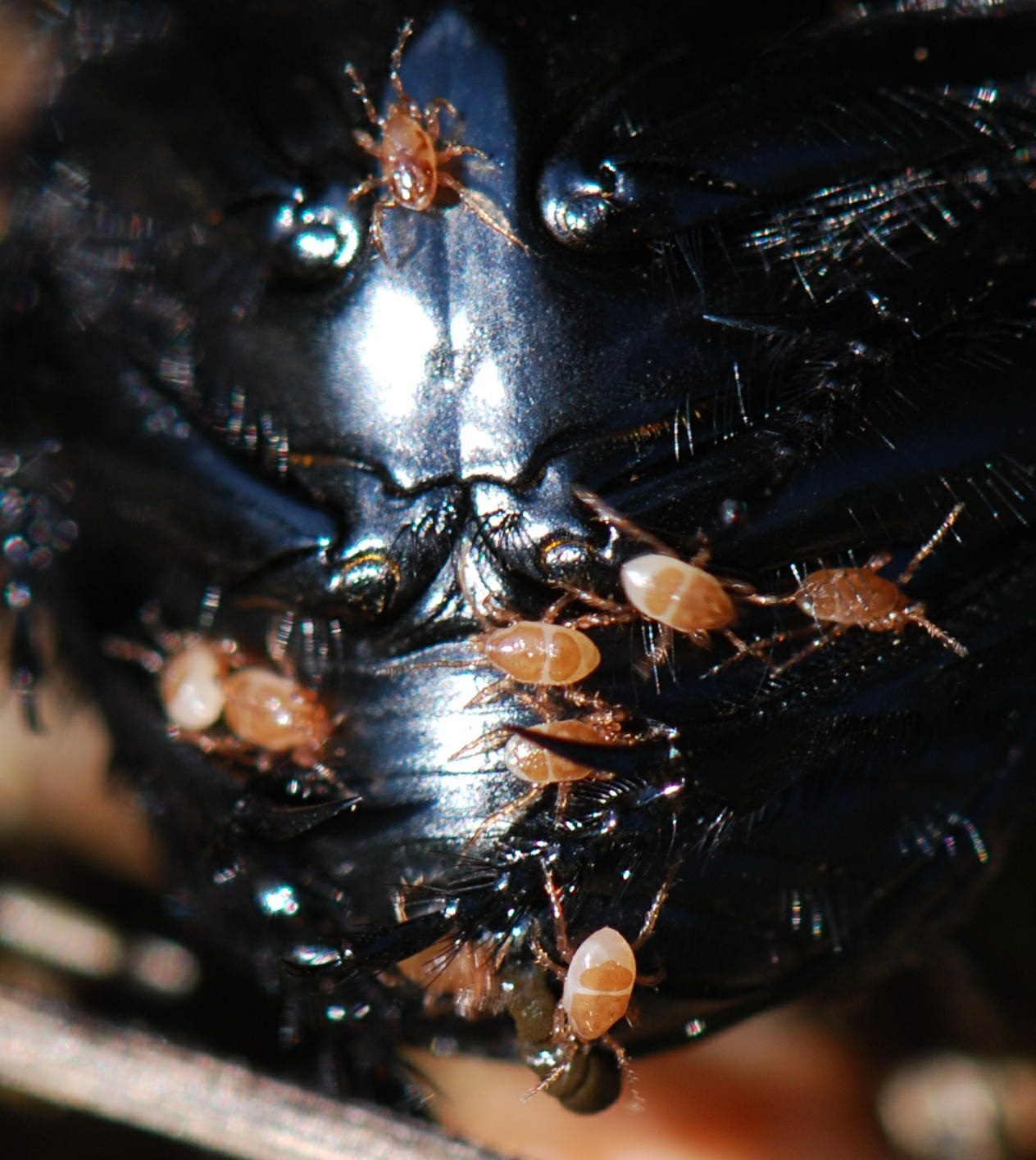 Scarabaeus? S. laticollis